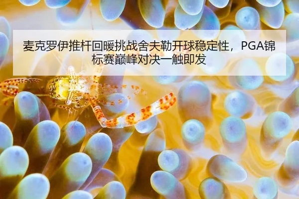 麦克罗伊推杆回暖挑战舍夫勒开球稳定性，PGA锦标赛巅峰对决一触即发